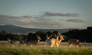 image of deer in the countryside.
