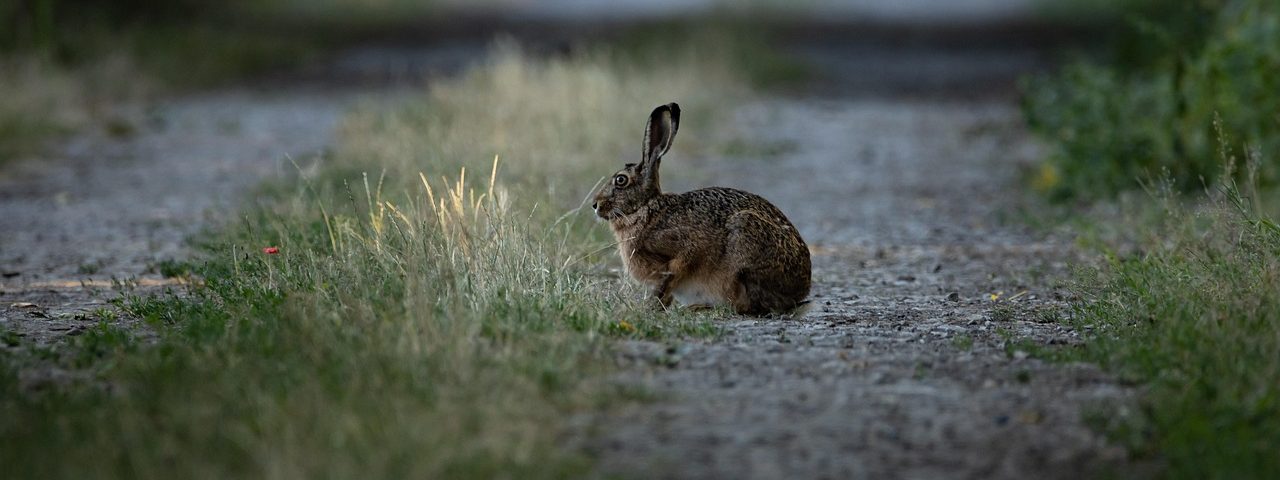 wild rabbit